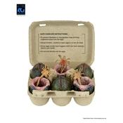 Aliens 40th Anniversary Carton of Alien Eggs NECA 6-Pack image
