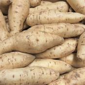 (Fresh) White Sweet Potato - 500gms