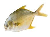 Golden pomfret 1kg