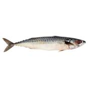 fresh mackerel 1 kg