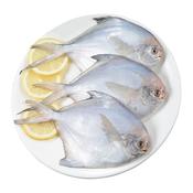 (Fresh) Silver Pomfret - 1Kg