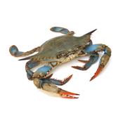 (Fresh) Blue Crab unclean - 1Kg