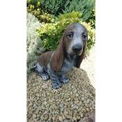 Bassett Hound
