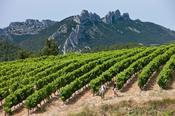 Walking &amp; Wine in Provence image
