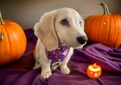 Dog Bandana Halloween Flying Witches by Woof Stuff Dublin