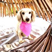Dog Bandana Pink Passion  by Woof Stuff Ire image
