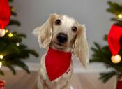 Tie Style Dog Bandana by Woof Stuff Dublin Ireland image