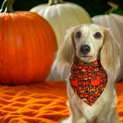 Dog Bandana Halloween Pumpkin and Ghosts by Woof Stuff Dublin