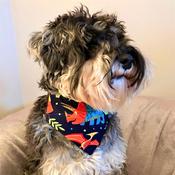 Dog Bandana Fun Orange Dinosaurs by Woof Stuff Dublin Ireland