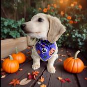Dog Bandana Halloween Purple Smiling Pumpkins and Bats at Woof Stuff Dublin