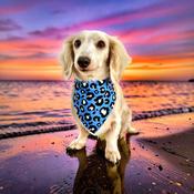 Dog Bandana Camo Coast  by Woof Stuff Ire image