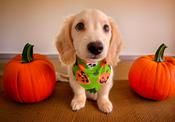 Dog Bandana Halloween Smiling Pumpkins and Bats at Woof Stuff Dublin