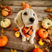 Dog Bandana Halloween Witches Hats by Woof Stuff Dublin, Ireland