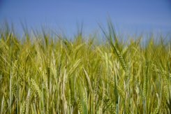 Image link to Agriculture category information