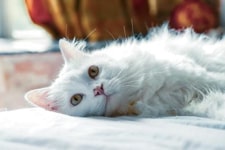 Image link to Animals & Pet Supplies category information